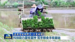 <b>500万亩小麦收成已过七成</b>